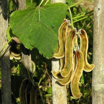 Mucuna Pruriens (Velvet Bean)